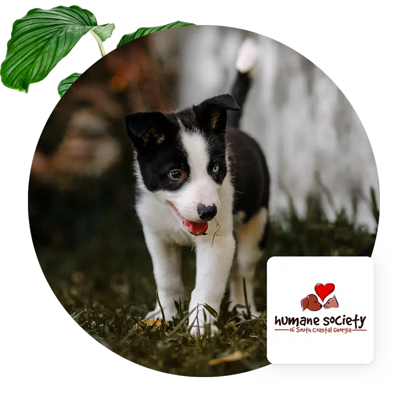 humane society of south coastal Georgia