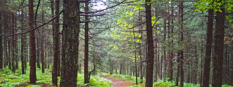 Image of forrest