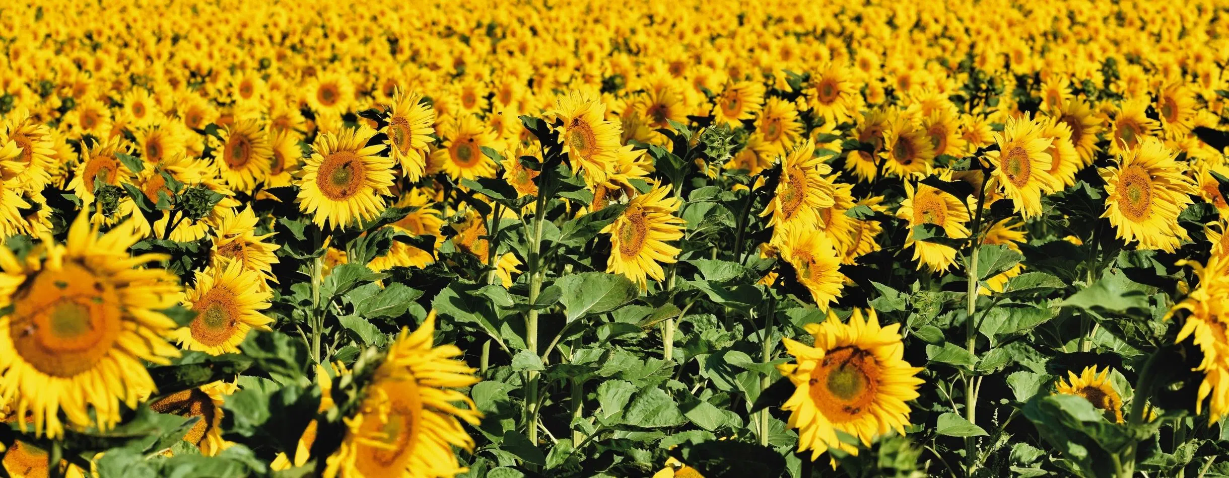 Sunflower field