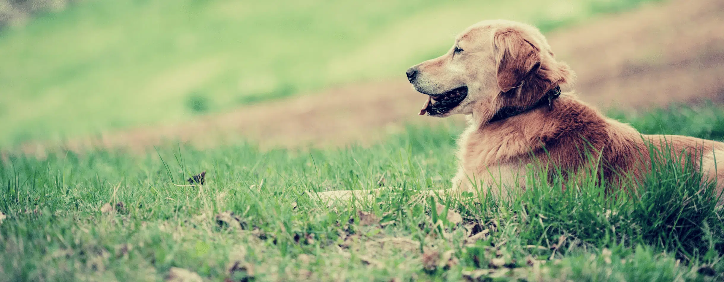 Picture of dog